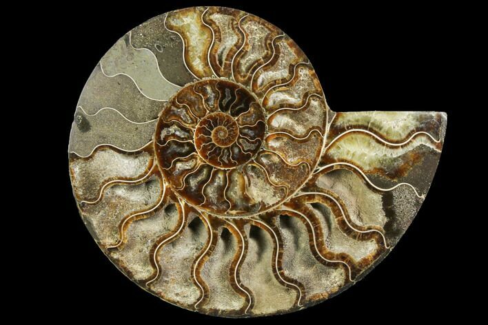 Cut & Polished Ammonite Fossil (Half) - Crystal Lined Pockets #149612
